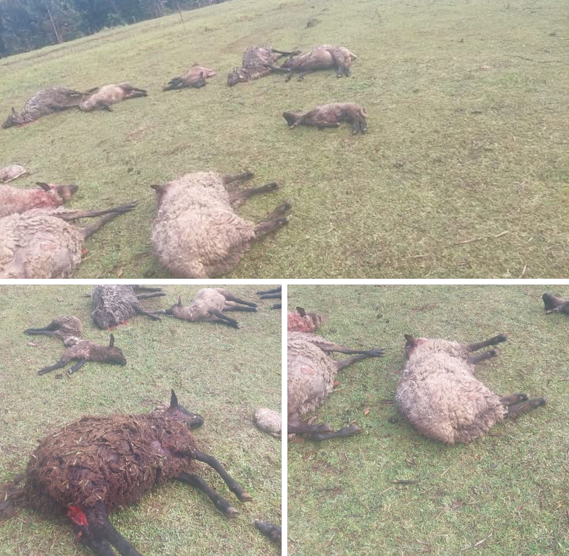 Preocupación en Ranquilco: puma con crías habría provocado la muerte de 11 corderos